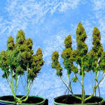 original-auto-white-widow-fem-fastbuds.jpg