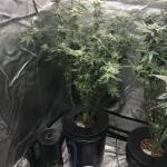 punchberry-cookies-rbx-fem-ethos-genetics.jpg