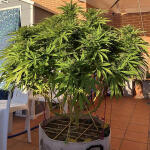 sensi-star-fem-paradise-seeds.jpg