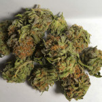 ak-77v-victory-seeds.jpg