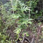 also-know-47-autoflower-fem-seedkeepers.jpg