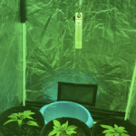 gelato-auto-fem-Semyanich.png