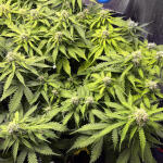 gelato-auto-fem-fastbuds.jpg