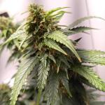 gorilla-auto-fem-Semyanich.jpg