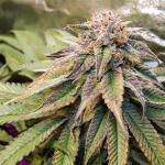 gorilla-zkittlez-fem-barneys-farm.jpg