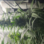 lemon-cherry-cookies-auto-fem-fastbuds.jpg