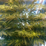 mazar-extra-bulk-seed-bank.JPG