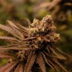 nuggz-r1-fem-ethos-genetics.jpg