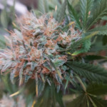 purple-punch-cookies-fem-original-sensible-seeds.jpg