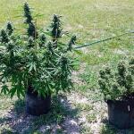 watermelon-zkittlez-auto-fem-barneys-farm.jpg