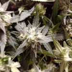 blow-mind-auto-sweet-seeds.jpg