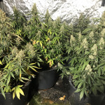 blue-dream-humboldt-seeds.jpeg