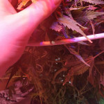 deep-purple-haze-auto-sumo-seeds.jpg