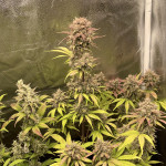 diablo-rojo-xl-auto-fem-sweet-seeds.jpg