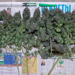 glue-sherbert-fem-alphafem-seeds.jpg