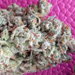 jealousy-z-xl-auto-fem-sweet-seeds.jpg