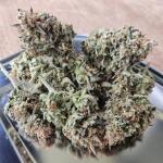lemon-cherry-gelato-auto-r3-fem-ethos-genetics.jpg