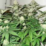 shawty-r1-fem-ethos-genetics.jpg