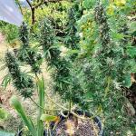 sugar-black-rose-early-version-fem-delicious-seeds.jpg