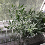 sweet-cheese-auto-sweet-seeds.jpg