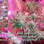 arjans-haze-3-fem-ghs.jpg