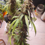 auto-parmesan-auto-cheese-fem-victory-seeds.jpg