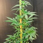 choco-thai-auto-fem-herbies-seeds.jpg