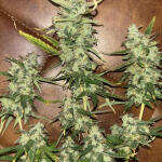 fat-bastard-auto-fem-blimburn-seeds.jpg