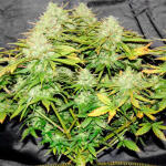 gelato-auto-fem-fastbuds.jpg