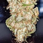 ghost-train-haze-fem-seedkeepers.jpg