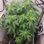 gorilla-cookies-auto-fem-fastbuds.jpg