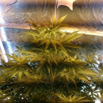 mazar-extra-bulk-seed-bank.JPG