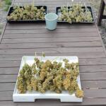 smoothie-auto-fem-fastbuds.jpg