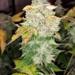amherst-sour-diesel-fem-humboldt-seeds.jpg