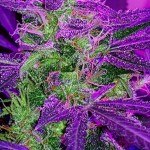 auto_blueberry_berry.jpg