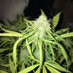 blueberry-cheese-auto-blue-cheese-auto-fem-barneys-farm.jpg