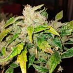 bubble-gummy-auto-fem-ethos-genetics.jpg