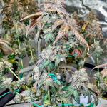 crescendo-rbx1-fem-ethos-genetics.jpg