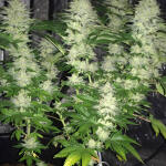 gorilla-zkittlez-fem-barneys-farm.jpg