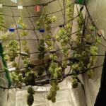 miracle-alien-cookies-mac-fem-7ch-american.jpg