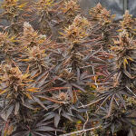 planet-of-the-grapes-rbx-fem-ethos-genetics.jpg
