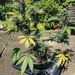 purple-lemonade-ff-fem-fastbuds.jpg