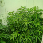 red-dragon-barneys-farm.jpg