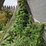 zkittlez-auto-fem-Semyanich.jpg