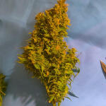 zkittlez-auto-fem-cali-buds-seeds.jpg