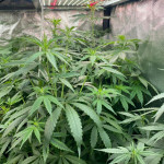 auto-00-cheese-auto-00-hashchis-fem-00-seeds.jpg