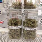 booberry-cookies-rbx-fem-ethos-genetics.jpg