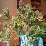 forbidden-runtz-auto-fem-fastbuds.jpg