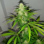 gorilla-auto-gorilla-glue-auto-fem-fastbuds.jpg