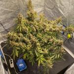 gorilla-cookies-auto-fem-fastbuds.jpg